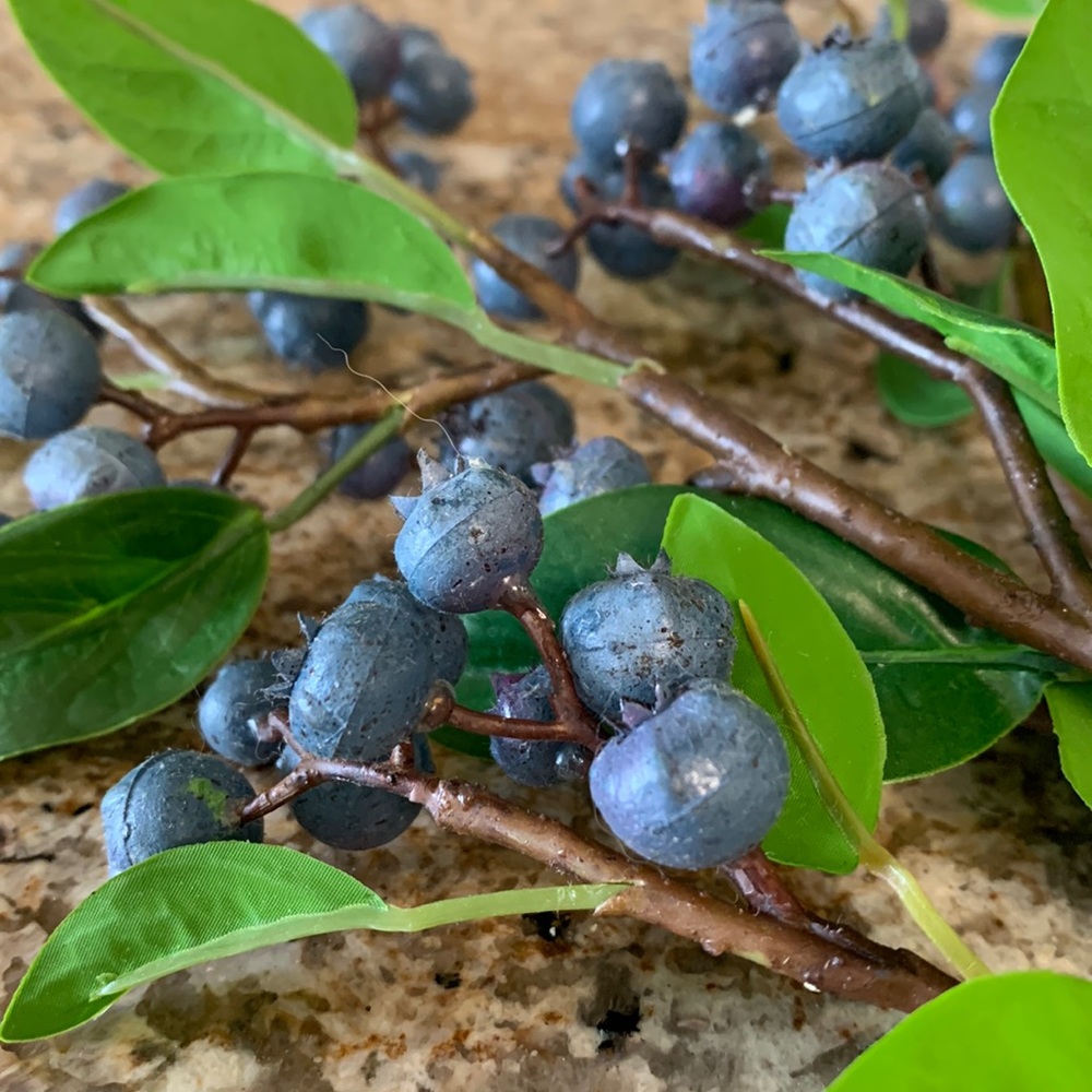 5 Blueberry Stems